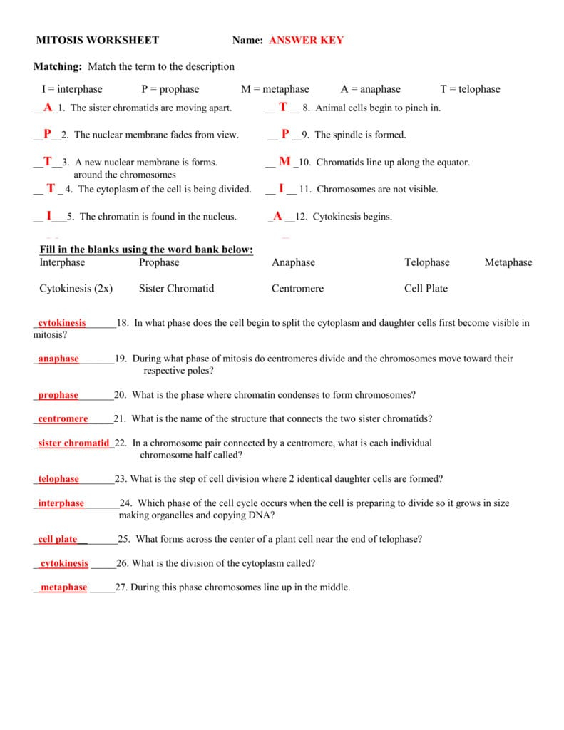 Mitosis Practice Worksheet Answer Key