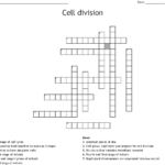 Mitosis Word Search WordMint
