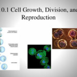 PPT 10 1 Cell Growth Division And Reproduction PowerPoint