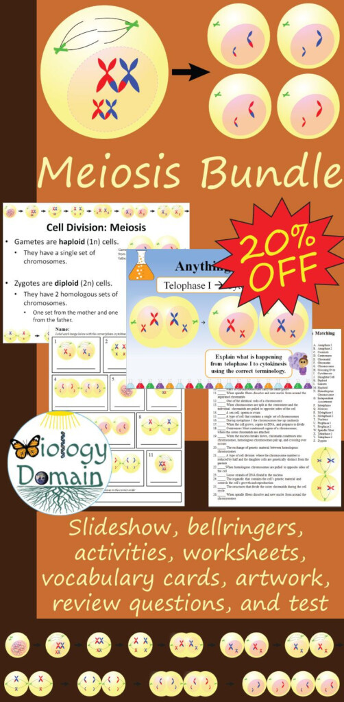 Cell Division Meiosis Bundle Save 20 Cell Division Vocabulary 