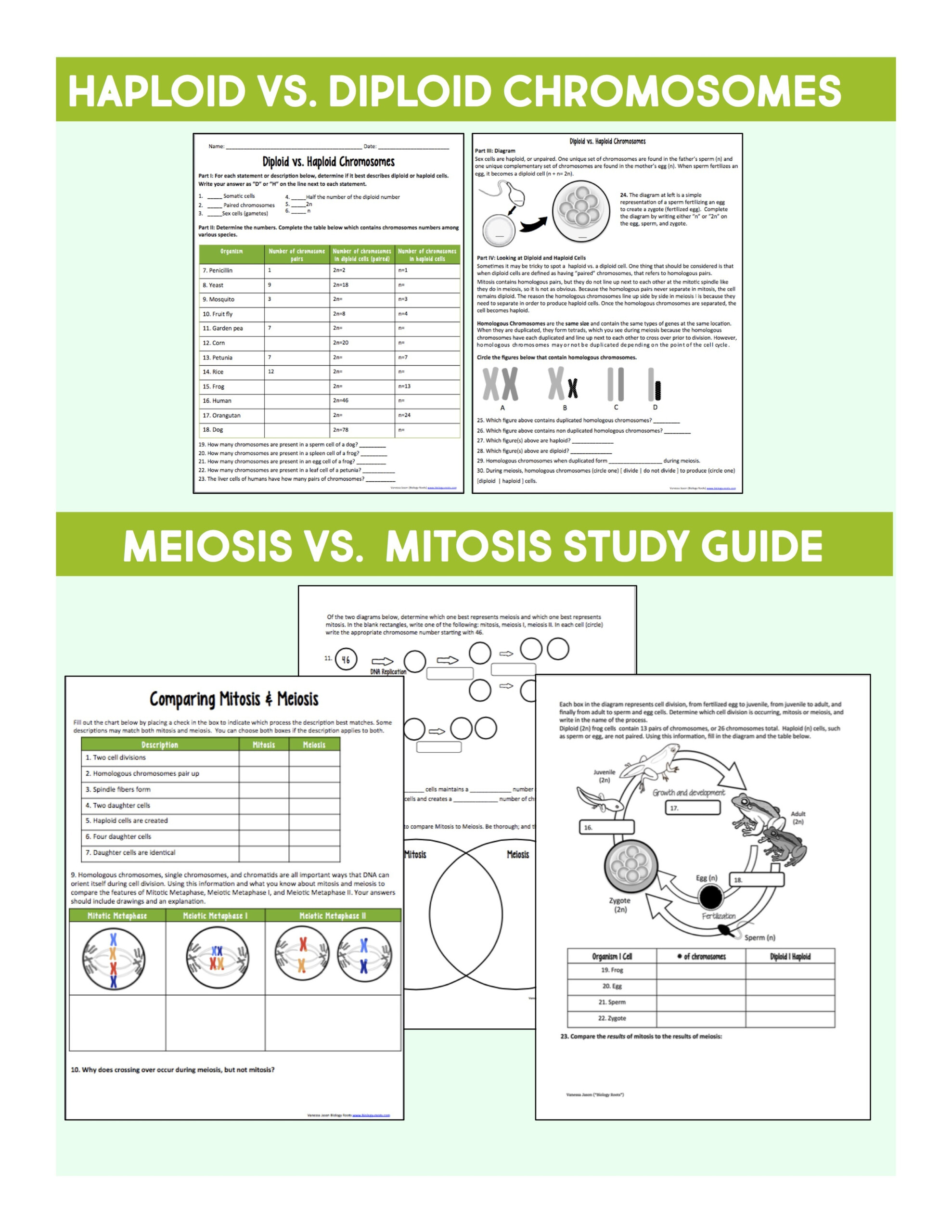 Cell Division Reading Comprehension Worksheet Mitosis And Meiosis Cell Division Reading Comprehension Worksheet Mitosis And Meiosis