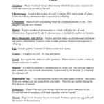 Cell Division Vocabulary