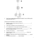 Cell Division Worksheet Printable Pdf Download