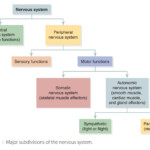Divisions Of The Nervous System