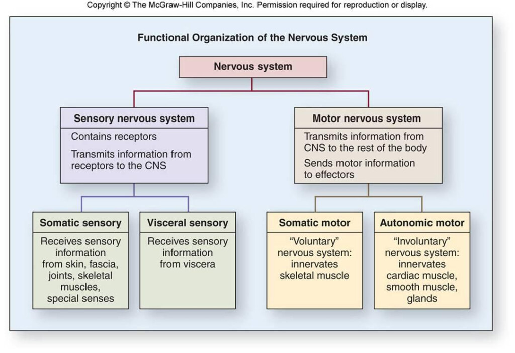 Explain The Different Nervous System Divisions And Functions