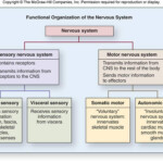 Explain The Different Nervous System Divisions And Functions