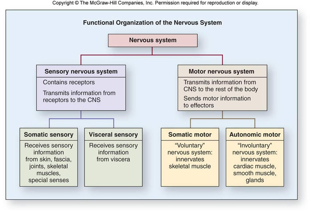 Explain The Different Nervous System Divisions And Functions