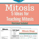 Fun Ways To Teach Mitosis Middle School And High School Ideas