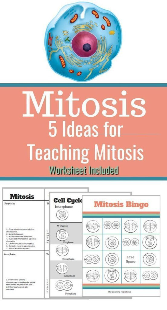 Fun Ways To Teach Mitosis Middle School And High School Ideas 