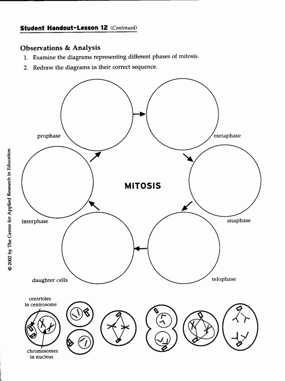 Meiosis And Mitosis Worksheet Pdf Worksheet Now