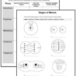 Mitosis Worksheets Middle School Biology Worksheet Science Cells