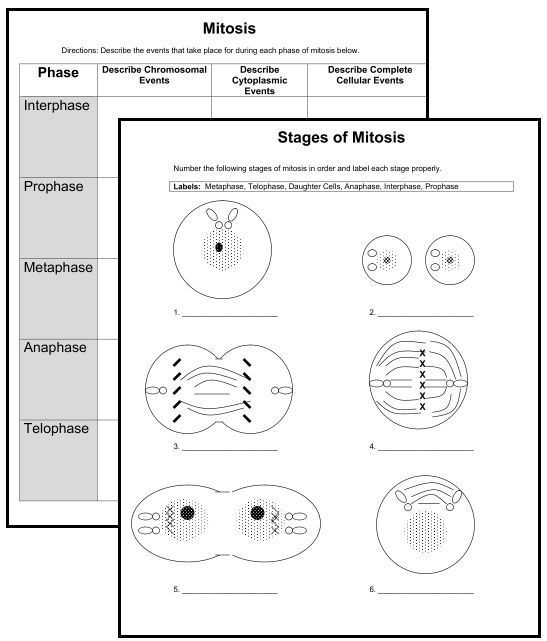 Mitosis Worksheets Middle School Biology Worksheet Science Cells Mitosis Worksheets Middle School Biology Worksheet Science Cells
