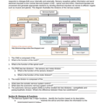 Nervous System Worksheet Jackson County Faculty Sites