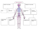 Nervous System Worksheets For Kids