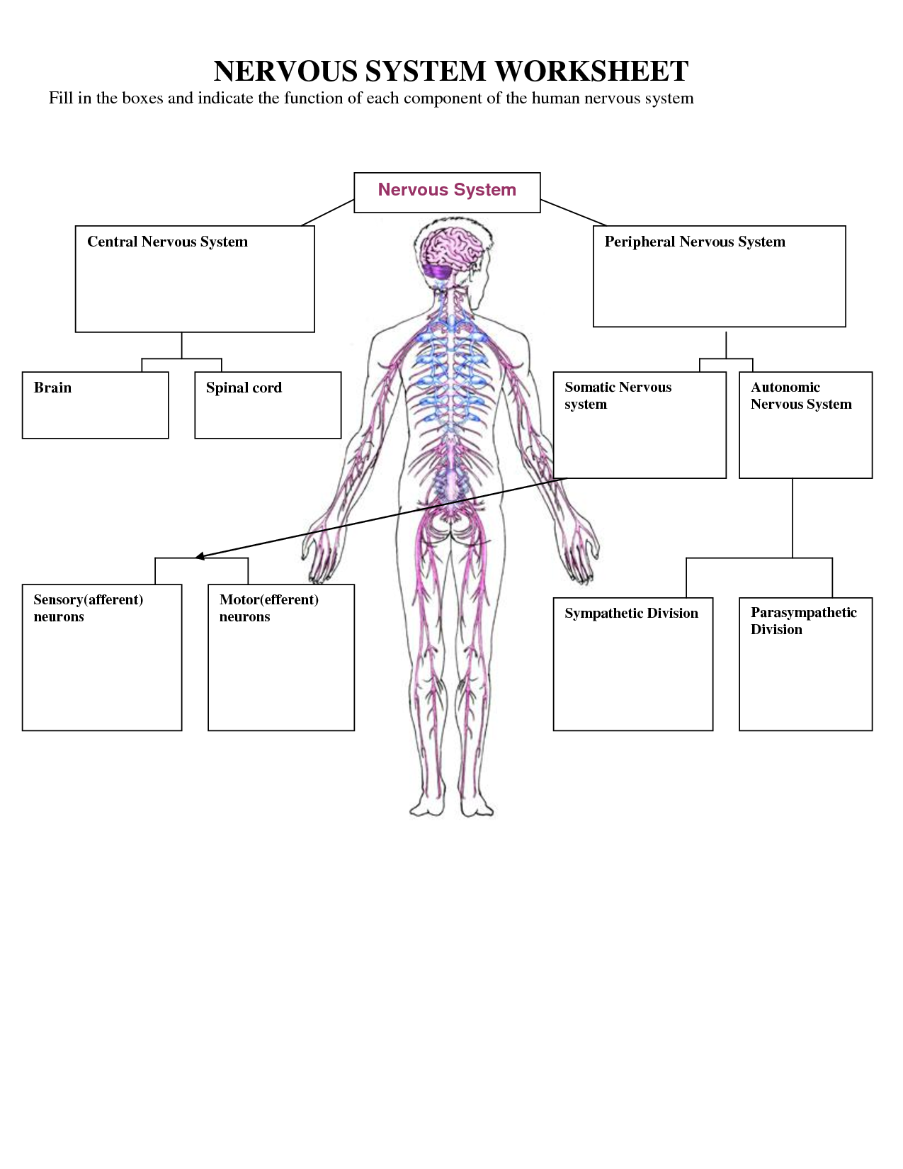 Nervous System Worksheets For Kids