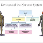 PPT Divisions Of The Nervous System PowerPoint Presentation Free