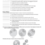 Section 11 4 Meiosis Answer Sheet Biology Genetics 11 4 Meiosis
