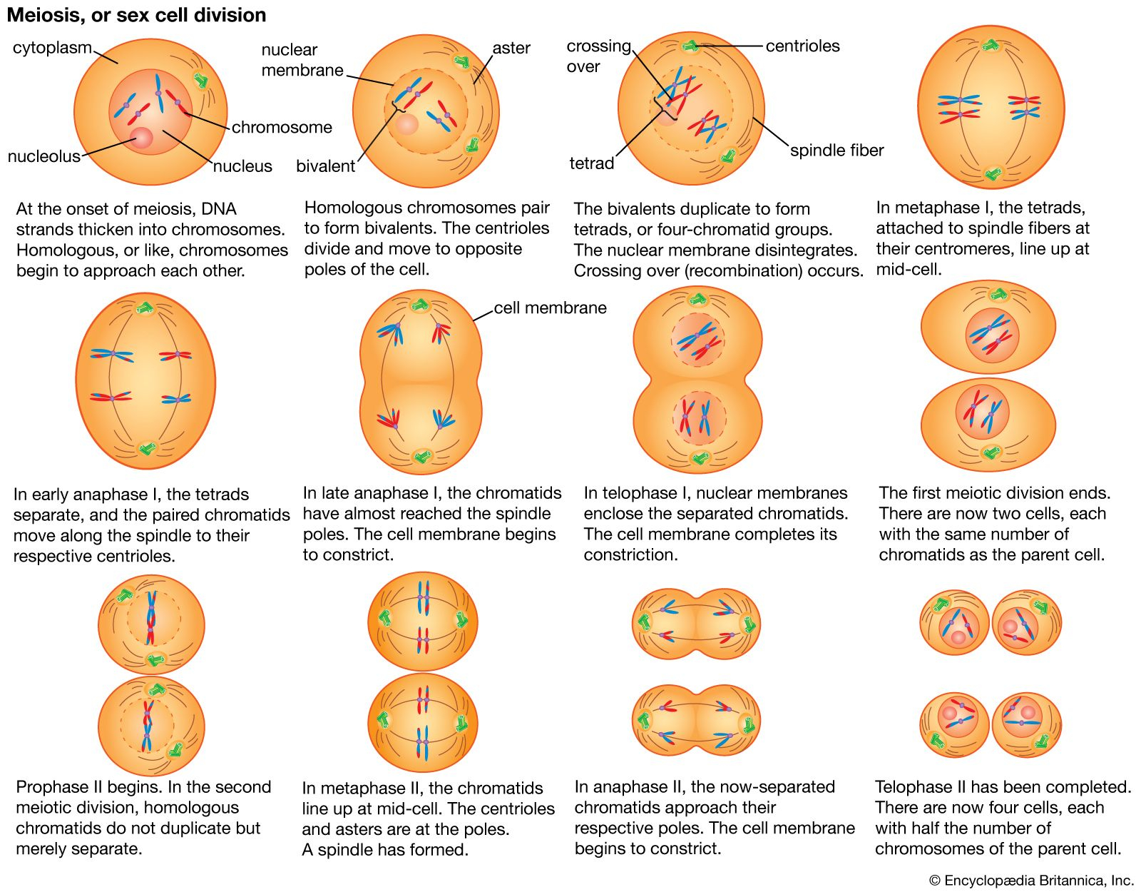 Stages Of Cellular Reproduction Cell Division Stages Process