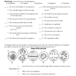 The Eukaryotic Cell Cycle And Cancer Overview Quizlet