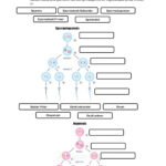 Cell Division Worksheets Biology Worksheet Division Worksheets Mitosis