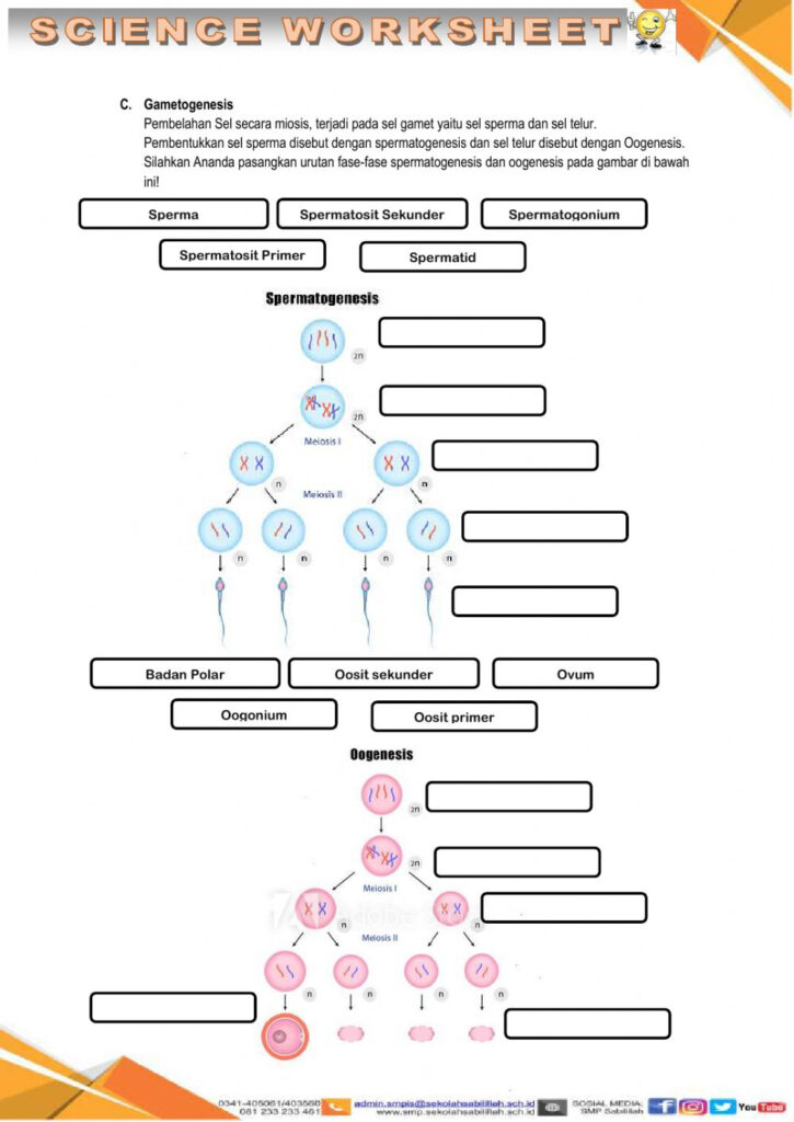 Cell Division Worksheets Biology Worksheet Division Worksheets Mitosis 