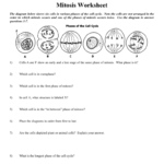 Mitosis Worksheet Phases Of The Cell Cycle