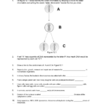 The Cell Anatomy And Division Worksheet Anatomy Worksheets