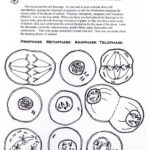The Cell Cycle Mitosis Worksheets