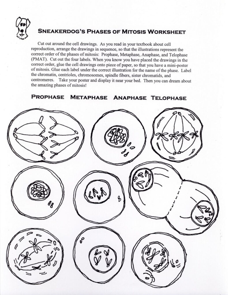 The Cell Cycle Mitosis Worksheets